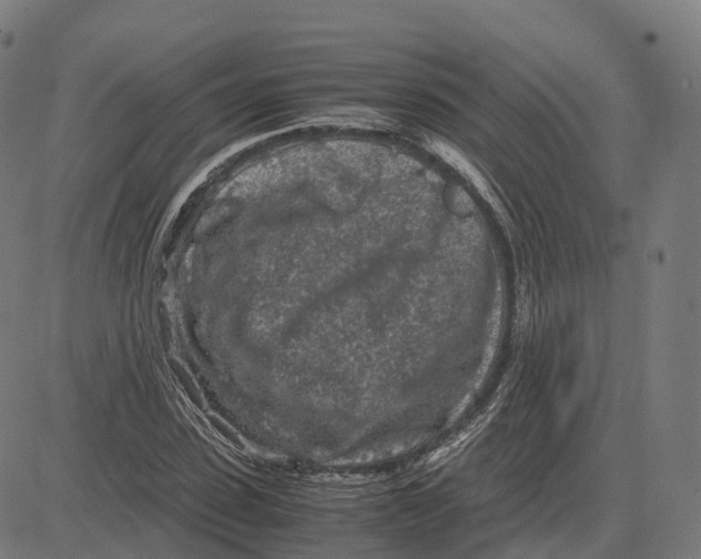 X0000083640923200703121716