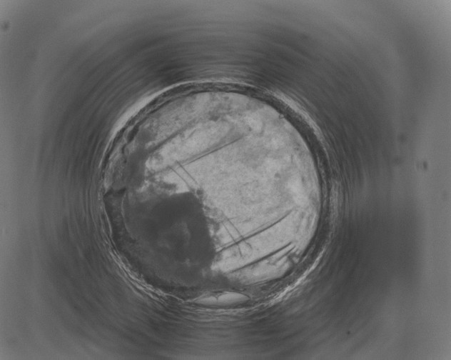 X0000083640925200703121716