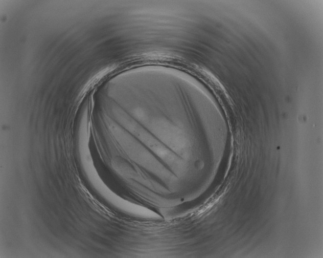 X0000083640930200703121716