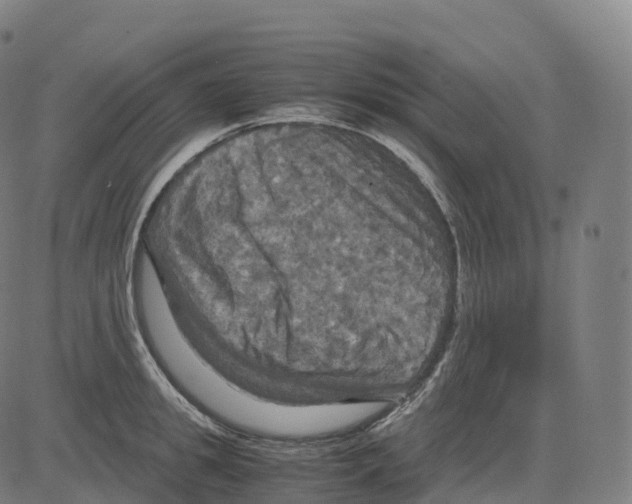 X0000083640949200703121716