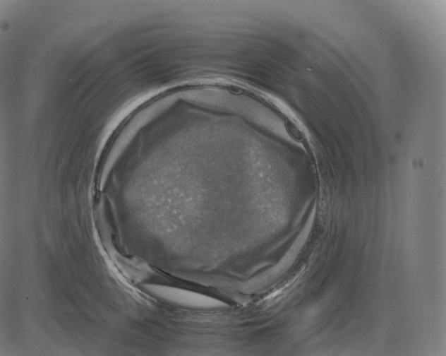 X0000083640951200703121716