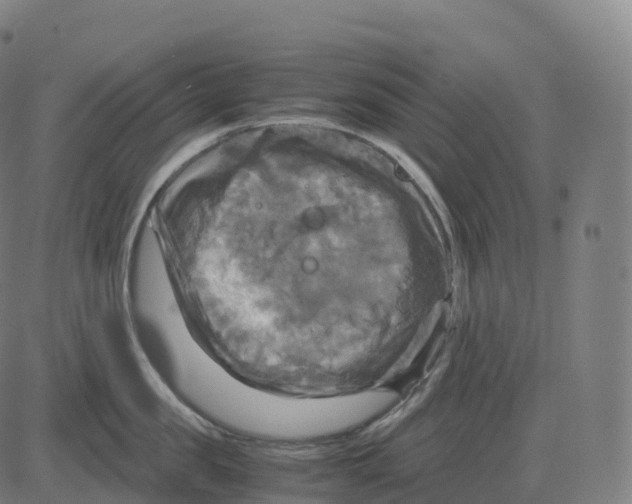 X0000083640957200703121716