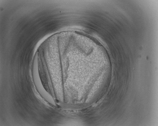 X0000083640960200703121716