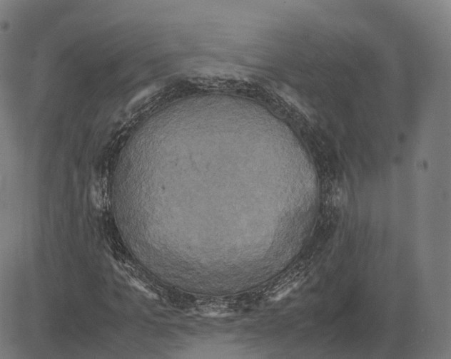 X0000083640965200703121715