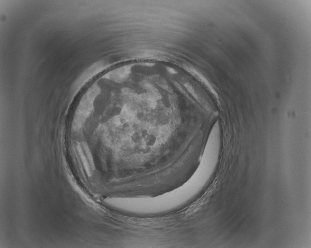 X0000083640991200703121715