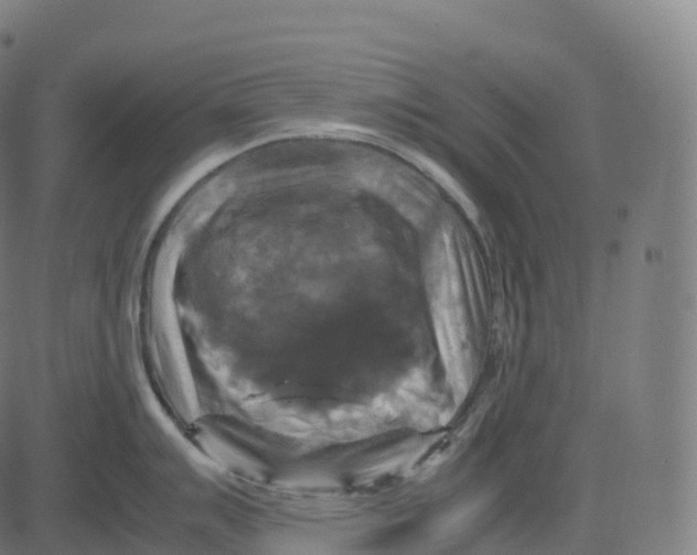 X0000083641007200703121715