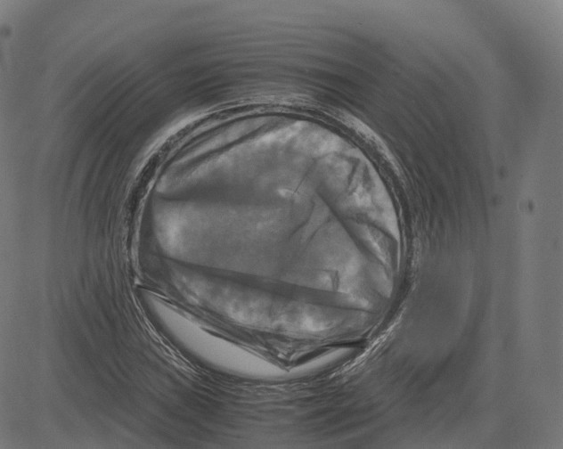 X0000083641019200703121714