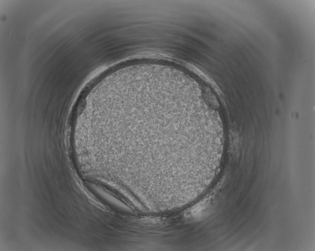 X0000083641029200703121714