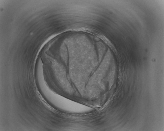 X0000083641036200703121714