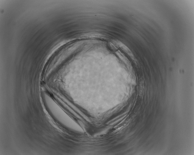 X0000083641039200703121714