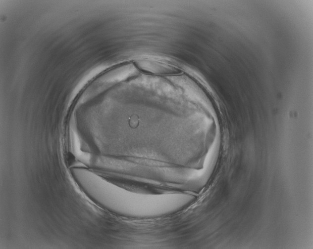 X0000083641048200703121714