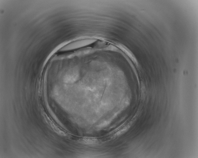 X0000083641052200703121715