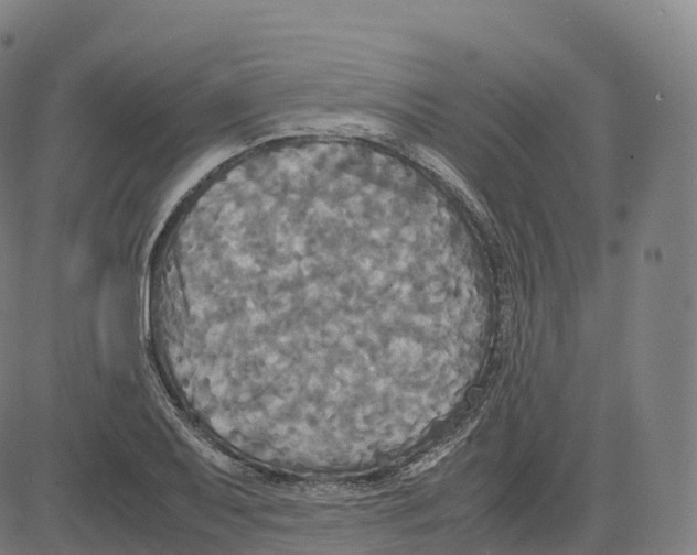 X0000083641079200703121713