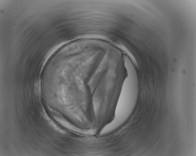 X0000083641092200703121713