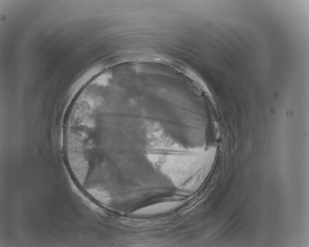 X0000083641095200703121713