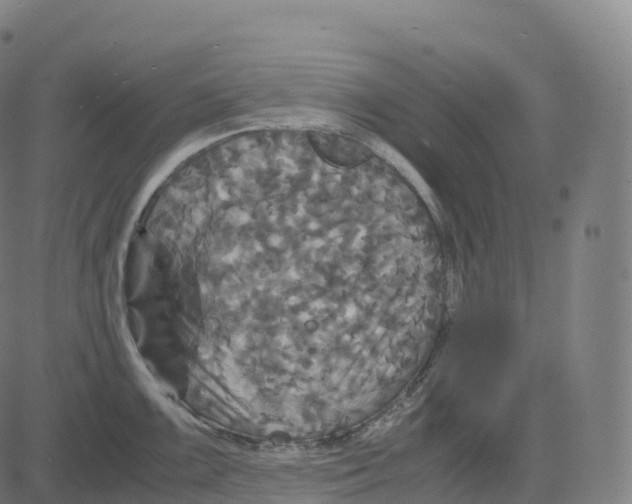 X0000083641099200703121713