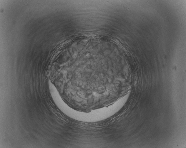 X0000083641106200703121712