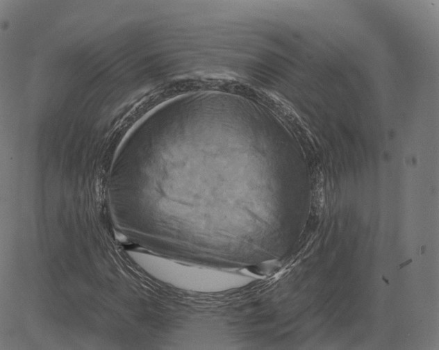 X0000083641110200703121712