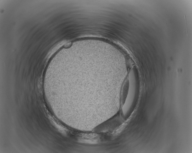 X0000083641129200703121713