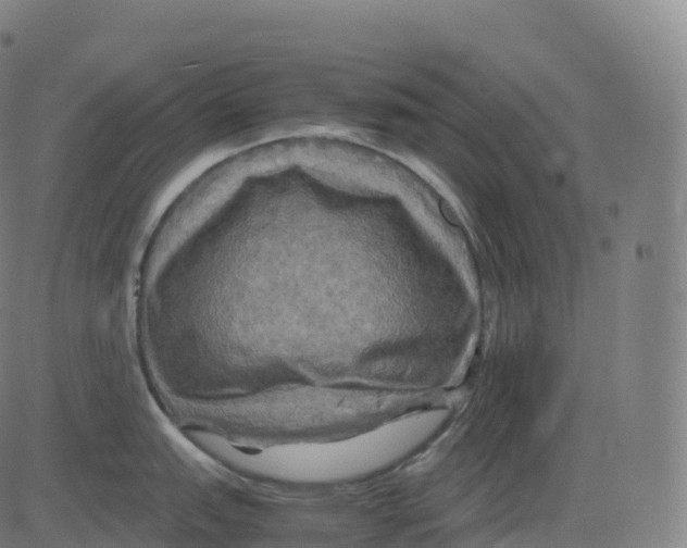 X0000083641151200703121713