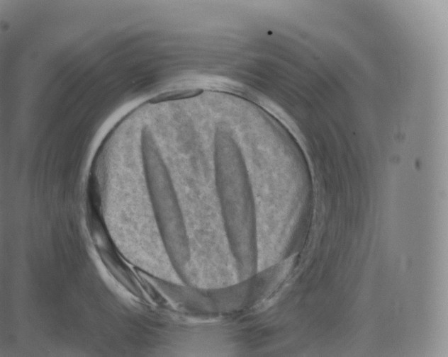 X0000083641152200703121713