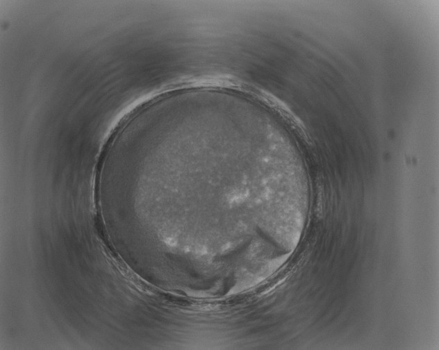 X0000083641174200703121712