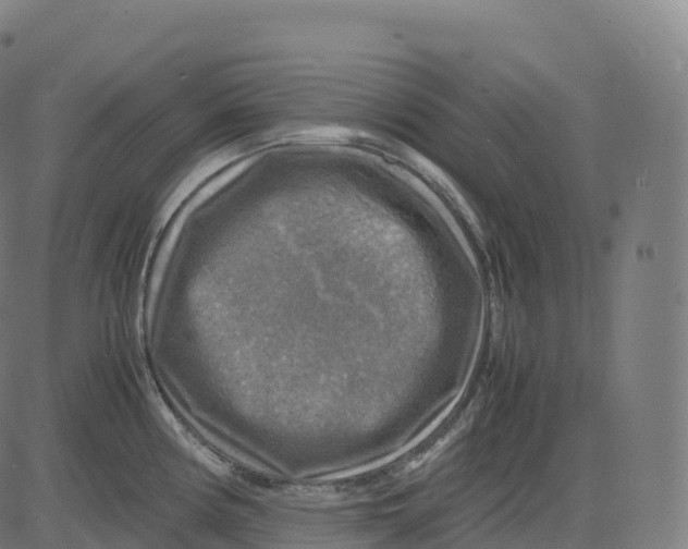 X0000083641194200703121712