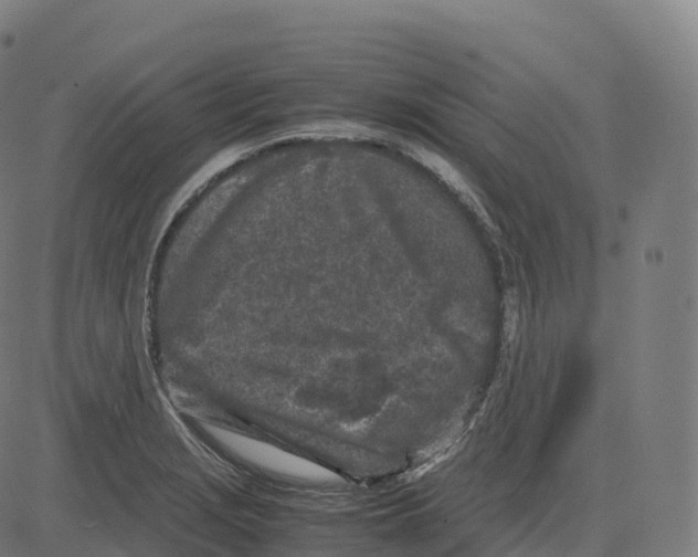 X0000083641229200703121711