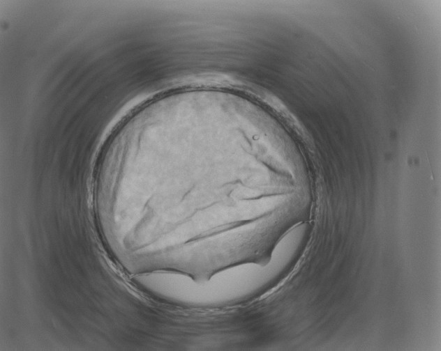 X0000083641232200703121711