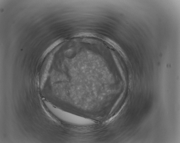 X0000083641241200703121711