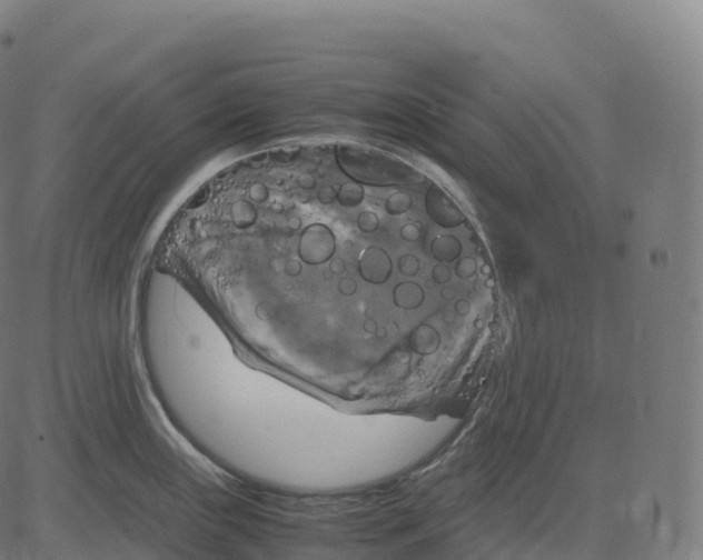 X0000083641243200703121711