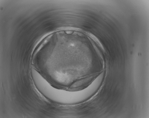 X0000083641244200703121711