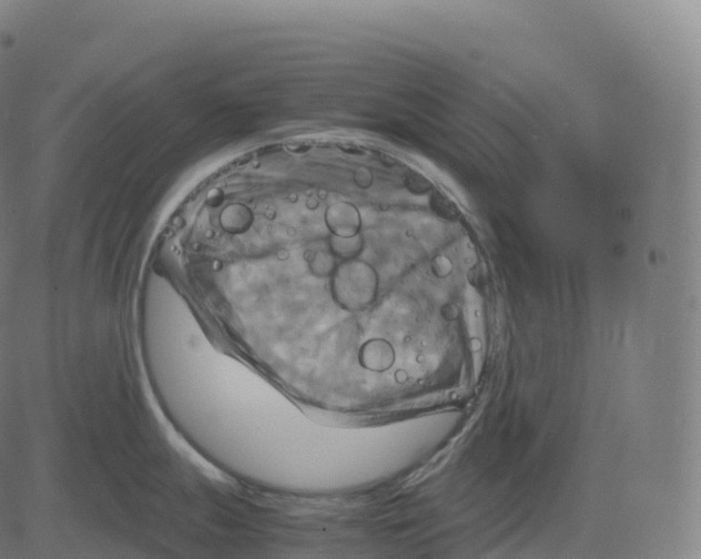 X0000083641247200703121711