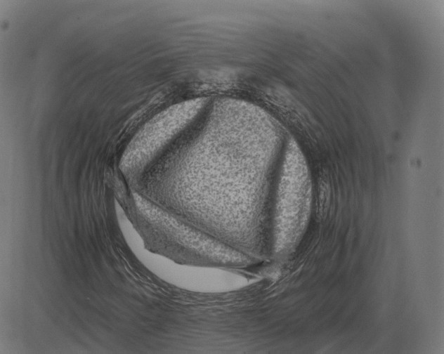 X0000083641250200703121711