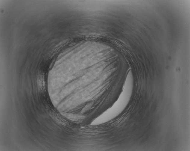 X0000083641252200703121711