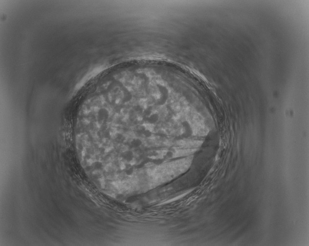 X0000083641255200703121710