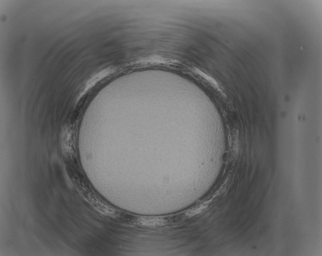 X0000083641258200703121710