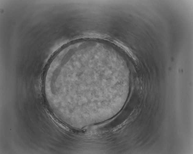 X0000083641264200703121710