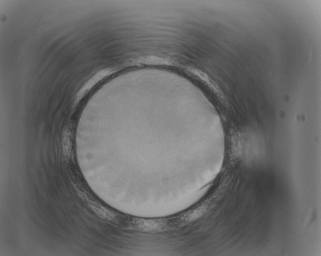 X0000083641266200703121710