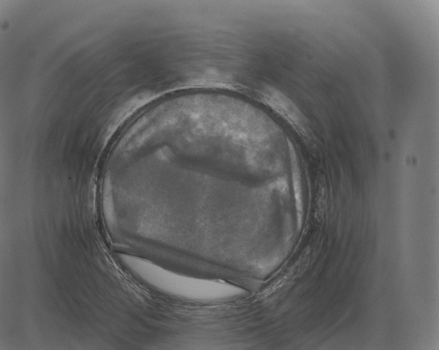 X0000083641268200703121710