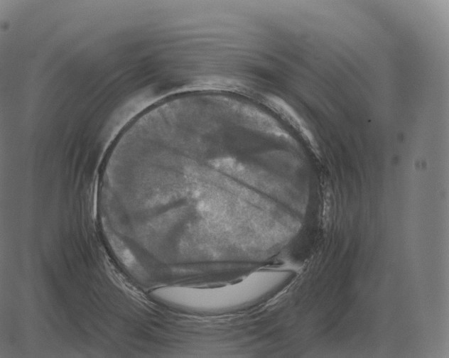 X0000083641276200703121710