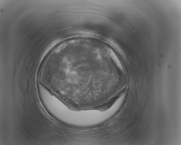 X0000083641283200703121710