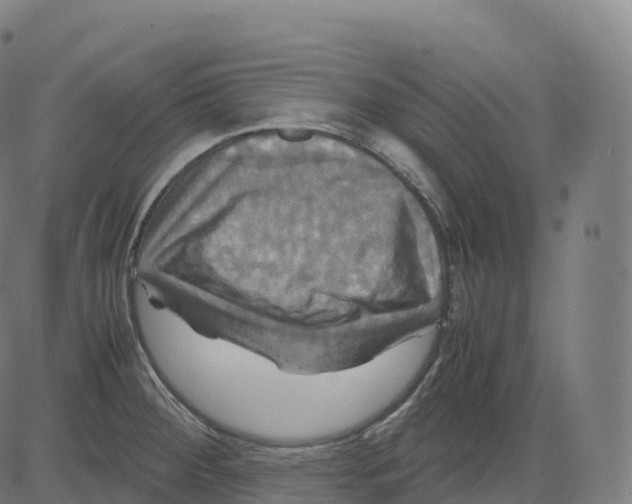 X0000083641284200703121710