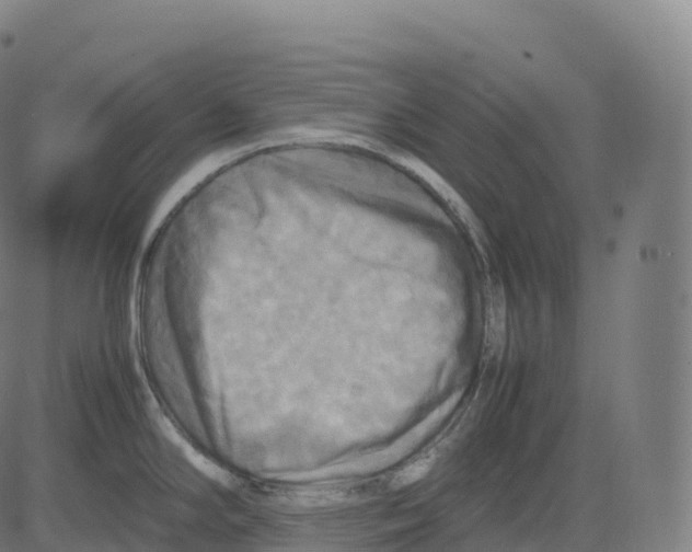 X0000083641294200703121710