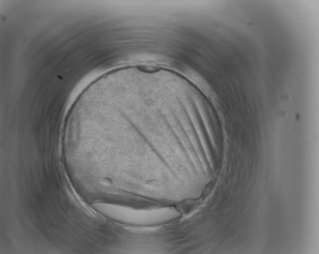 X0000083641296200703121710