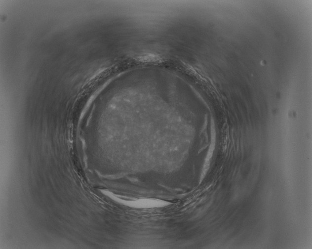 X0000083641301200703121709