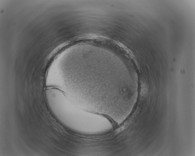 X0000083641314200703121709