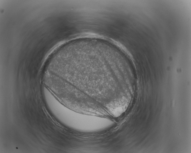 X0000083641318200703121709