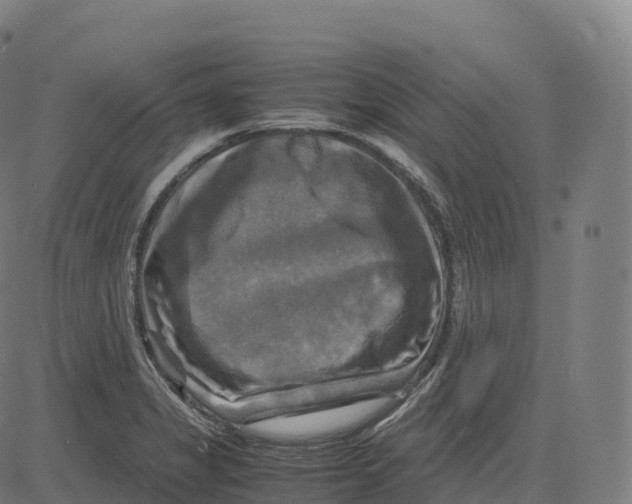 X0000083641325200703121709