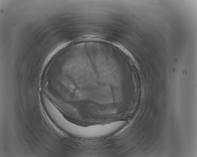 X0000083641333200703121710